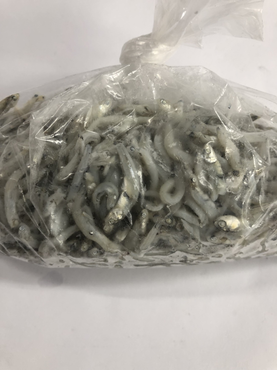 (W)魚-吻仔魚(M2)(圖)