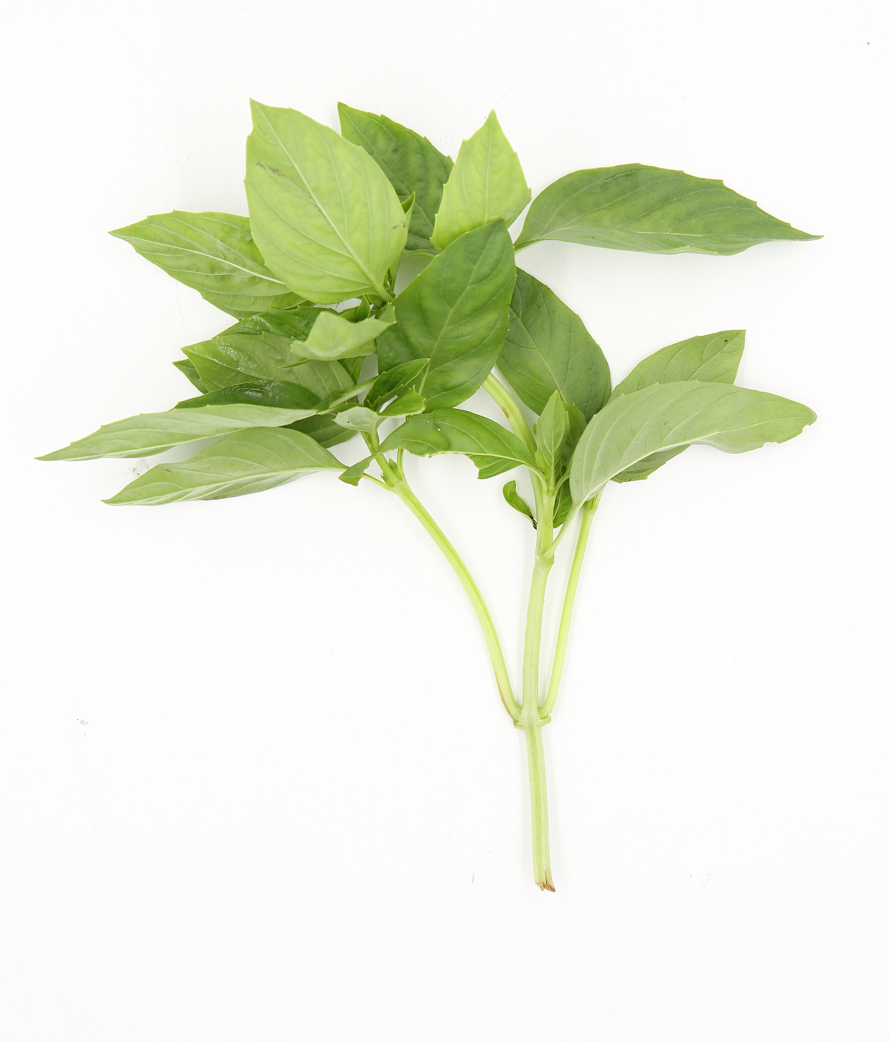 (W)九層塔-時價(圖)