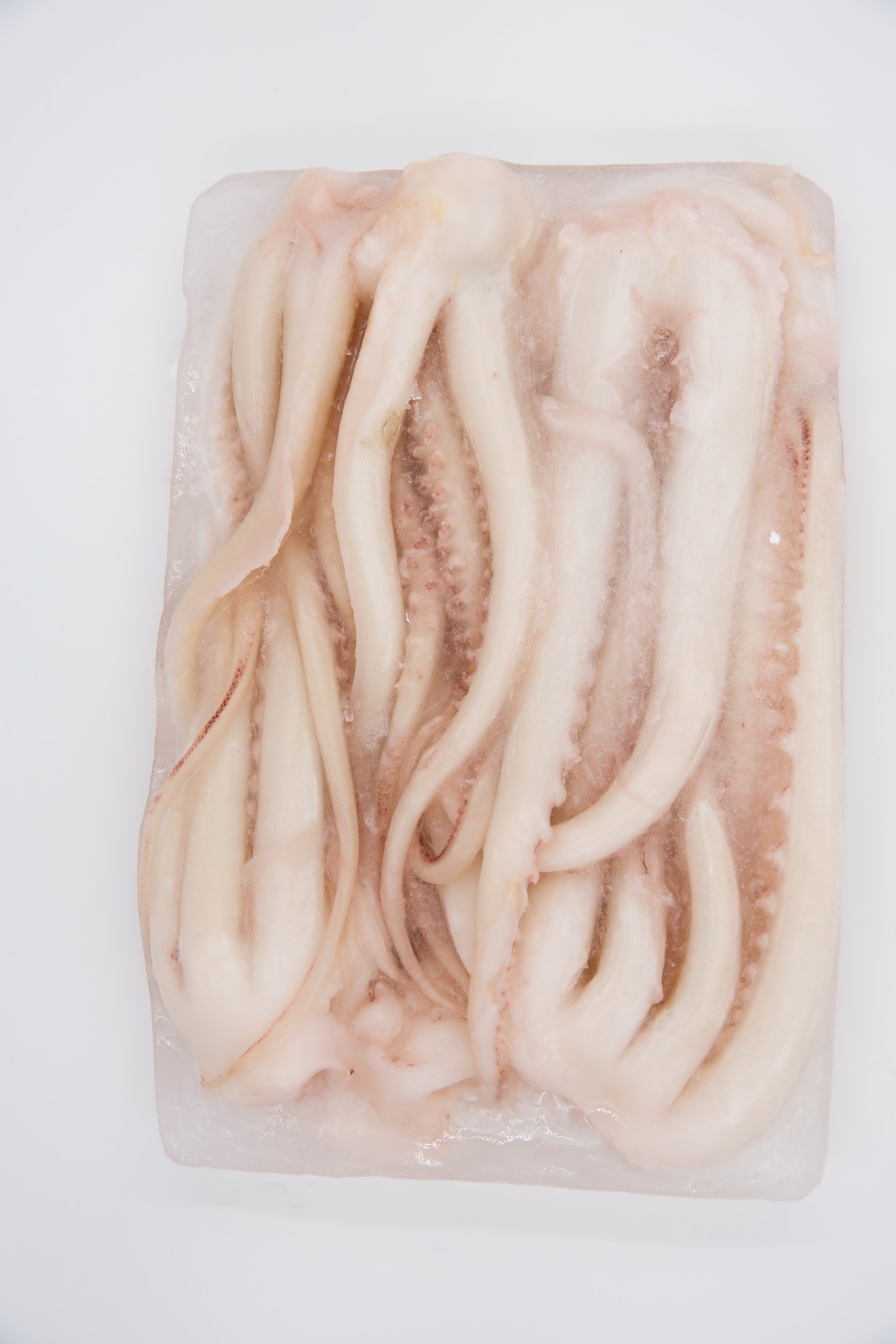 魷魚(P特)-昌明(粉紅)(圖)